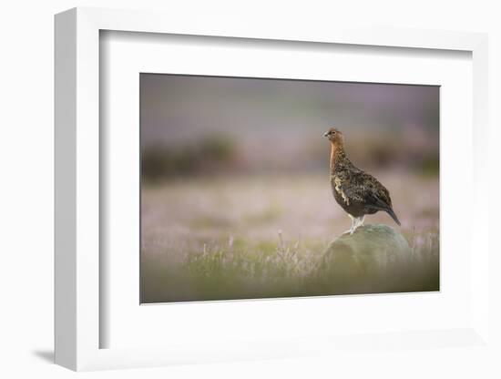 Red Grouse (Lagopus Lagopus), Yorkshire Dales, England, United Kingdom, Europe-Kevin Morgans-Framed Photographic Print