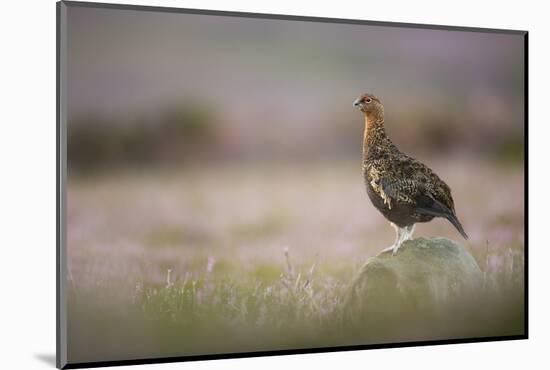 Red Grouse (Lagopus Lagopus), Yorkshire Dales, England, United Kingdom, Europe-Kevin Morgans-Mounted Photographic Print