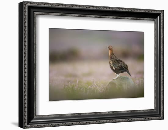 Red Grouse (Lagopus Lagopus), Yorkshire Dales, England, United Kingdom, Europe-Kevin Morgans-Framed Photographic Print