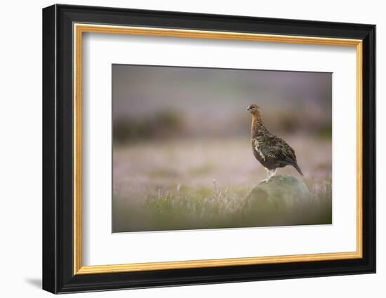 Red Grouse (Lagopus Lagopus), Yorkshire Dales, England, United Kingdom, Europe-Kevin Morgans-Framed Photographic Print