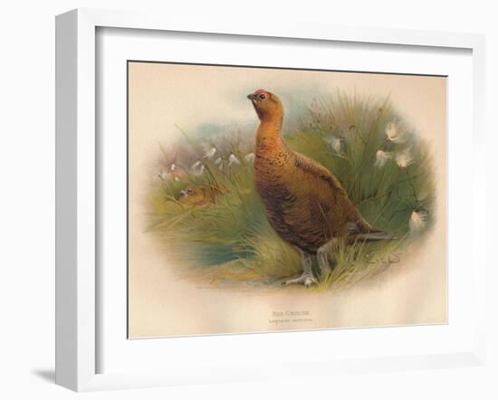 Red Grouse (Lagopus scoticus), 1900, (1900)-Charles Whymper-Framed Giclee Print