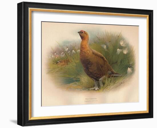 Red Grouse (Lagopus scoticus), 1900, (1900)-Charles Whymper-Framed Giclee Print