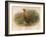 Red Grouse (Lagopus scoticus), 1900, (1900)-Charles Whymper-Framed Giclee Print