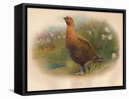 Red Grouse (Lagopus scoticus), 1900, (1900)-Charles Whymper-Framed Premier Image Canvas