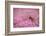 Red grouse on heather moorland, Peak District National Park-Alex Hyde-Framed Photographic Print