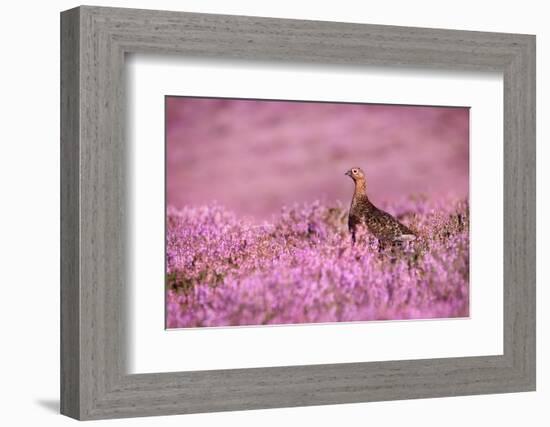 Red grouse on heather moorland, Peak District National Park-Alex Hyde-Framed Photographic Print