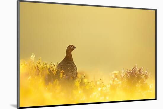 Red grouse on moorland at sunrise, Peak District, UK-Ben Hall-Mounted Photographic Print