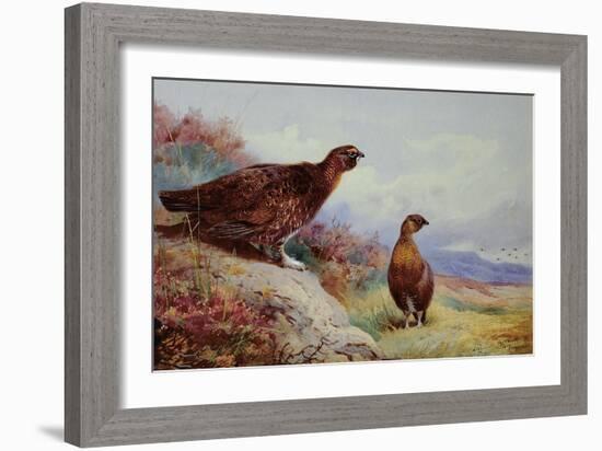 Red Grouse on the Moor, 1917-Archibald Thorburn-Framed Giclee Print