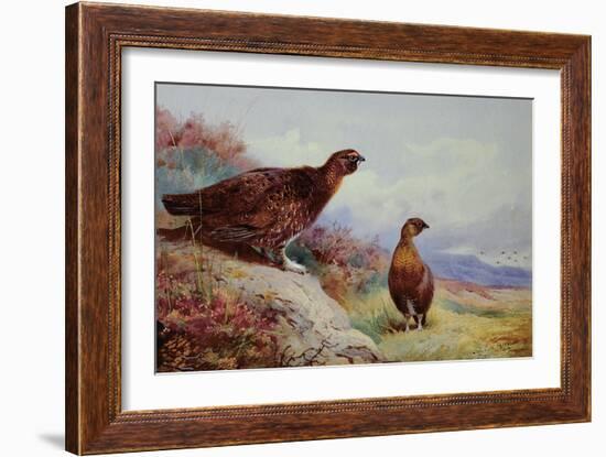 Red Grouse on the Moor, 1917-Archibald Thorburn-Framed Giclee Print