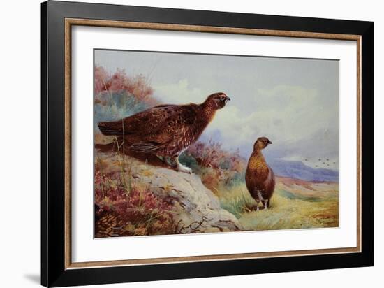 Red Grouse on the Moor, 1917-Archibald Thorburn-Framed Giclee Print