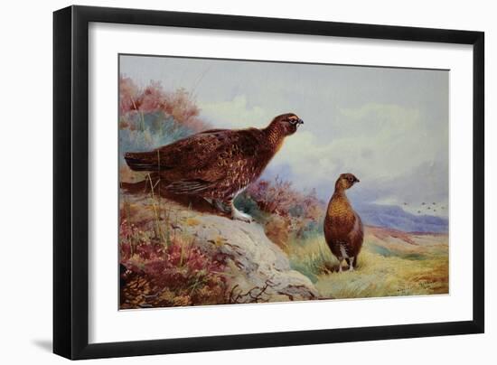 Red Grouse on the Moor, 1917-Archibald Thorburn-Framed Giclee Print