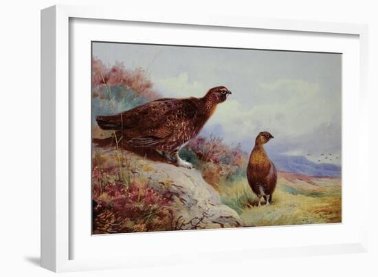 Red Grouse on the Moor, 1917-Archibald Thorburn-Framed Giclee Print