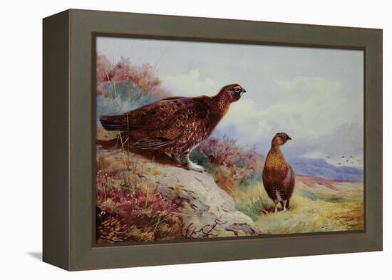 Red Grouse on the Moor, 1917-Archibald Thorburn-Framed Premier Image Canvas