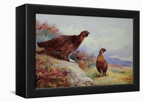 Red Grouse on the Moor, 1917-Archibald Thorburn-Framed Premier Image Canvas