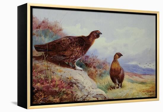 Red Grouse on the Moor, 1917-Archibald Thorburn-Framed Premier Image Canvas