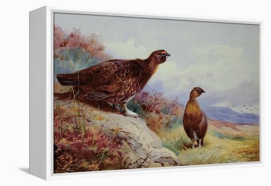 Red Grouse on the Moor, 1917-Archibald Thorburn-Framed Premier Image Canvas