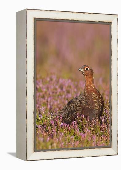 Red Grouse Standing Amongst Heather in Early-null-Framed Premier Image Canvas