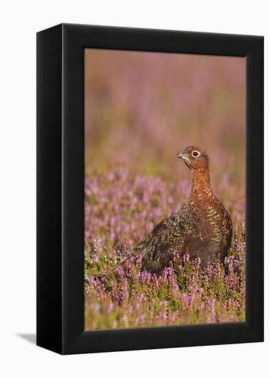 Red Grouse Standing Amongst Heather in Early-null-Framed Premier Image Canvas