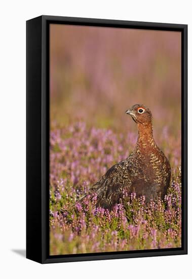 Red Grouse Standing Amongst Heather in Early-null-Framed Premier Image Canvas