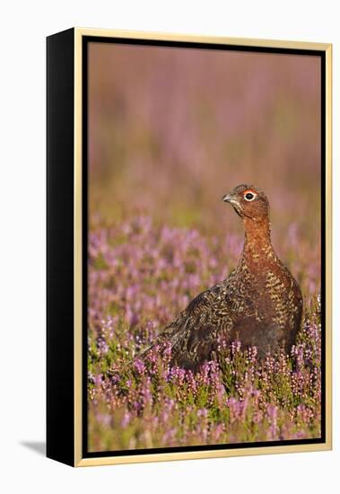 Red Grouse Standing Amongst Heather in Early-null-Framed Premier Image Canvas