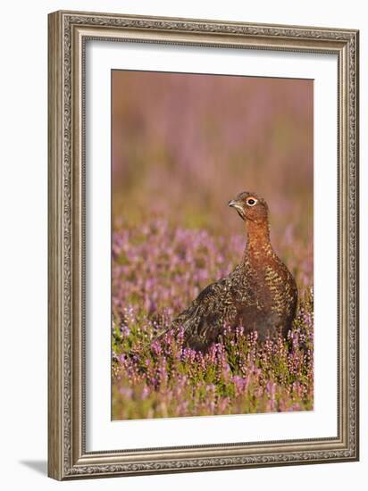 Red Grouse Standing Amongst Heather in Early-null-Framed Photographic Print