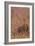Red Grouse Standing Amongst Heather in Early-null-Framed Photographic Print