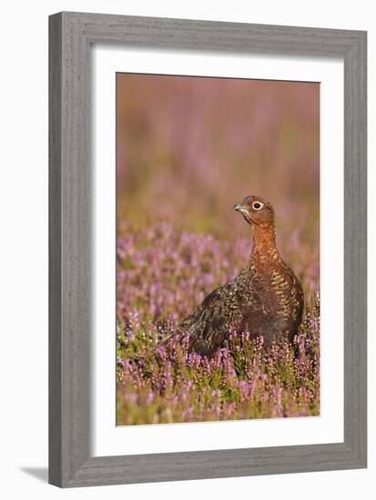Red Grouse Standing Amongst Heather in Early-null-Framed Photographic Print