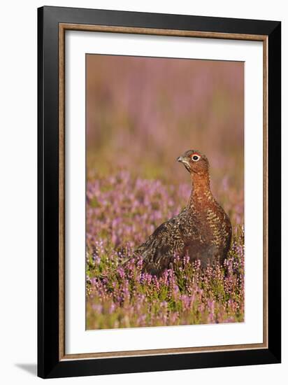 Red Grouse Standing Amongst Heather in Early-null-Framed Photographic Print