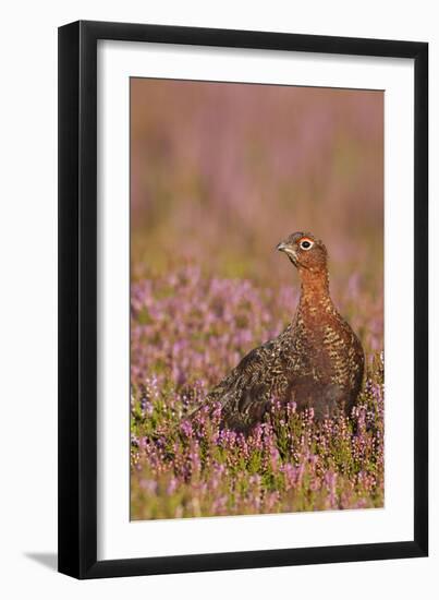 Red Grouse Standing Amongst Heather in Early-null-Framed Photographic Print