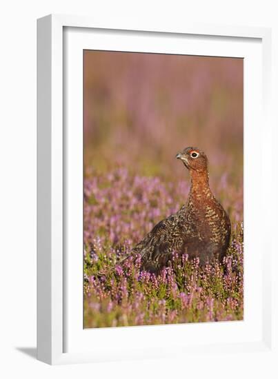 Red Grouse Standing Amongst Heather in Early-null-Framed Photographic Print