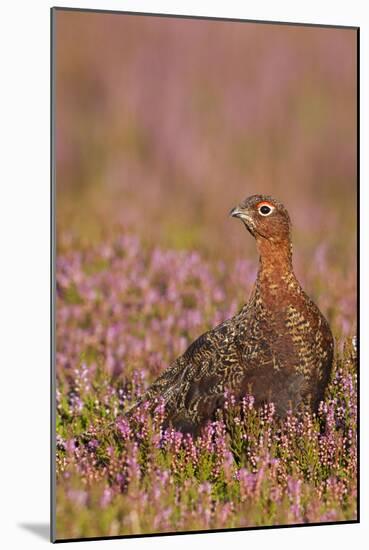 Red Grouse Standing Amongst Heather in Early-null-Mounted Photographic Print