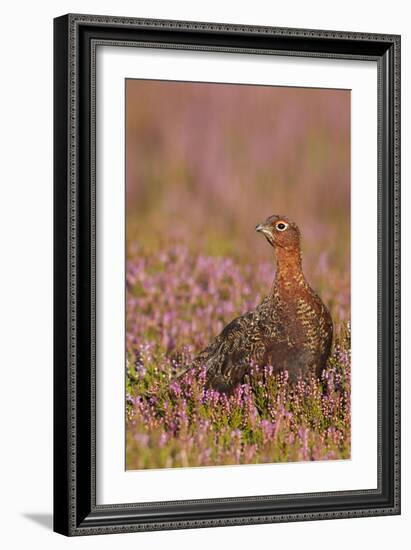 Red Grouse Standing Amongst Heather in Early-null-Framed Photographic Print