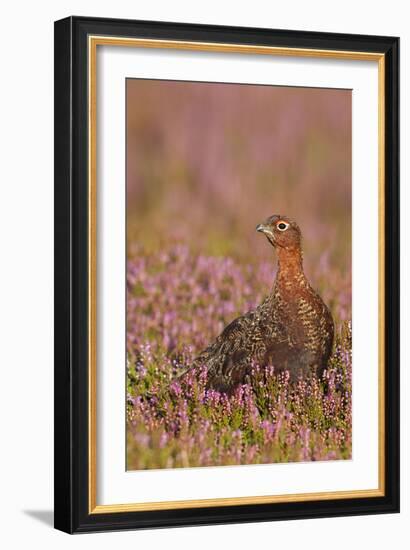 Red Grouse Standing Amongst Heather in Early-null-Framed Photographic Print