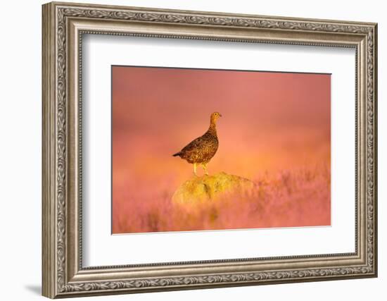 Red grouse standing on gritstone rock at sunrise, UK-Ben Hall-Framed Photographic Print