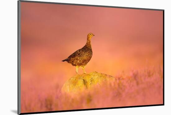 Red grouse standing on gritstone rock at sunrise, UK-Ben Hall-Mounted Photographic Print