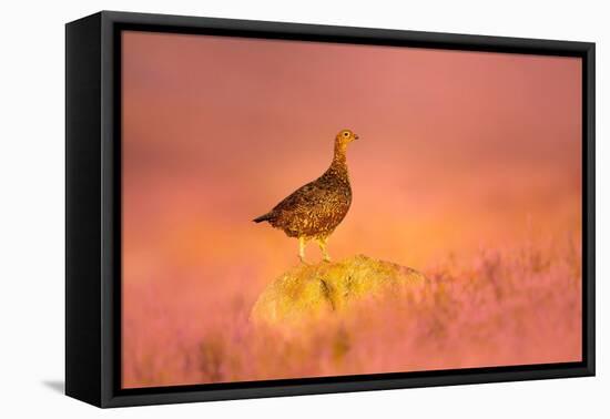 Red grouse standing on gritstone rock at sunrise, UK-Ben Hall-Framed Premier Image Canvas