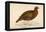 Red Grouse-Reverend Francis O. Morris-Framed Stretched Canvas