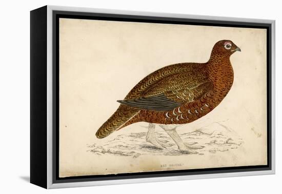 Red Grouse-Reverend Francis O. Morris-Framed Stretched Canvas