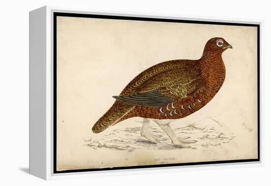 Red Grouse-Reverend Francis O. Morris-Framed Stretched Canvas