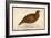 Red Grouse-Reverend Francis O. Morris-Framed Art Print