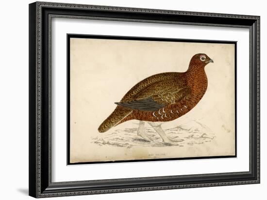 Red Grouse-Reverend Francis O. Morris-Framed Art Print