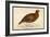 Red Grouse-Reverend Francis O. Morris-Framed Art Print