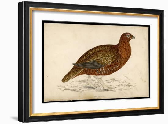 Red Grouse-Reverend Francis O. Morris-Framed Art Print