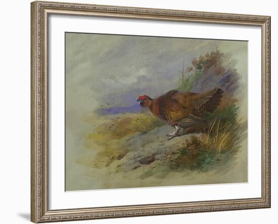 Red Grouse-Archibald Thorburn-Framed Giclee Print