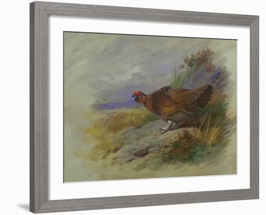 Red Grouse-Archibald Thorburn-Framed Giclee Print