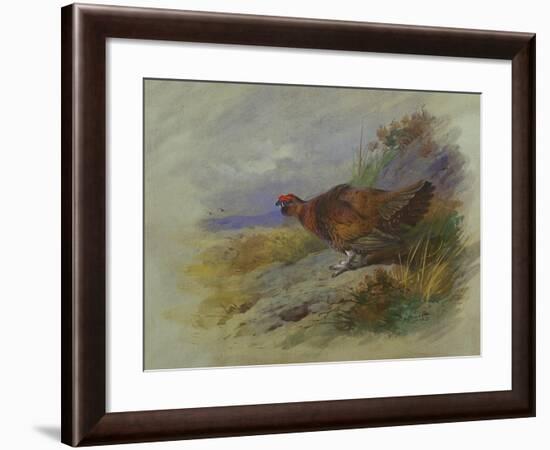 Red Grouse-Archibald Thorburn-Framed Giclee Print