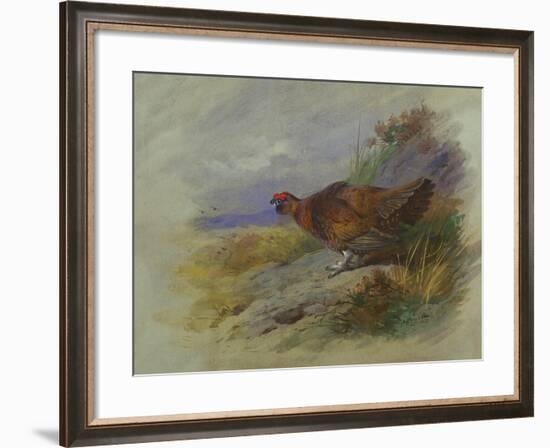 Red Grouse-Archibald Thorburn-Framed Giclee Print