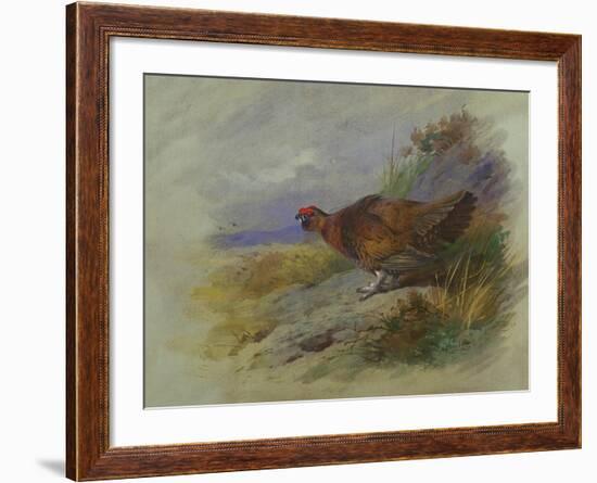 Red Grouse-Archibald Thorburn-Framed Giclee Print