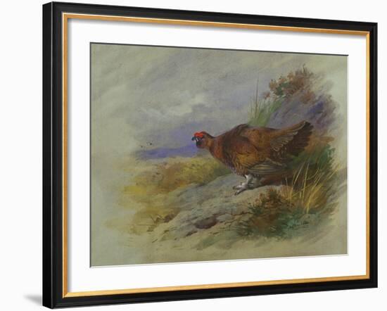 Red Grouse-Archibald Thorburn-Framed Giclee Print