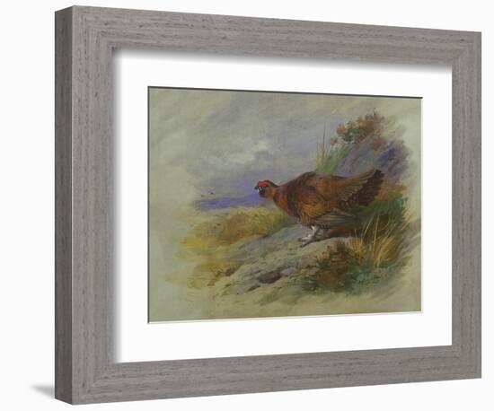 Red Grouse-Archibald Thorburn-Framed Giclee Print